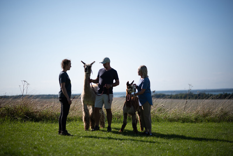 Alpacas