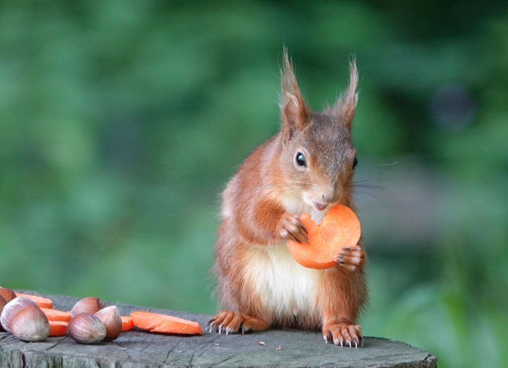 Red Squirrel