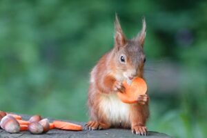 Wildlife Encounters on the Isle of Wight