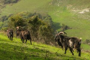 The Wild Residents of Ventnor: A Guide to Goat Spotting on the Downs