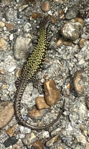 Ventnor Wall Lizard