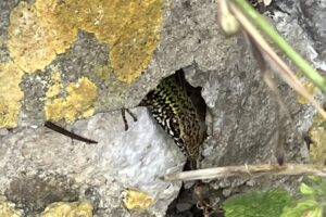 The Sun-Seekers of the Undercliff: A Guide to Ventnor’s Wall Lizards