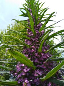 Echium plant