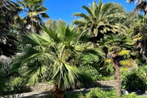 The Science Behind Ventnor’s Microclimate